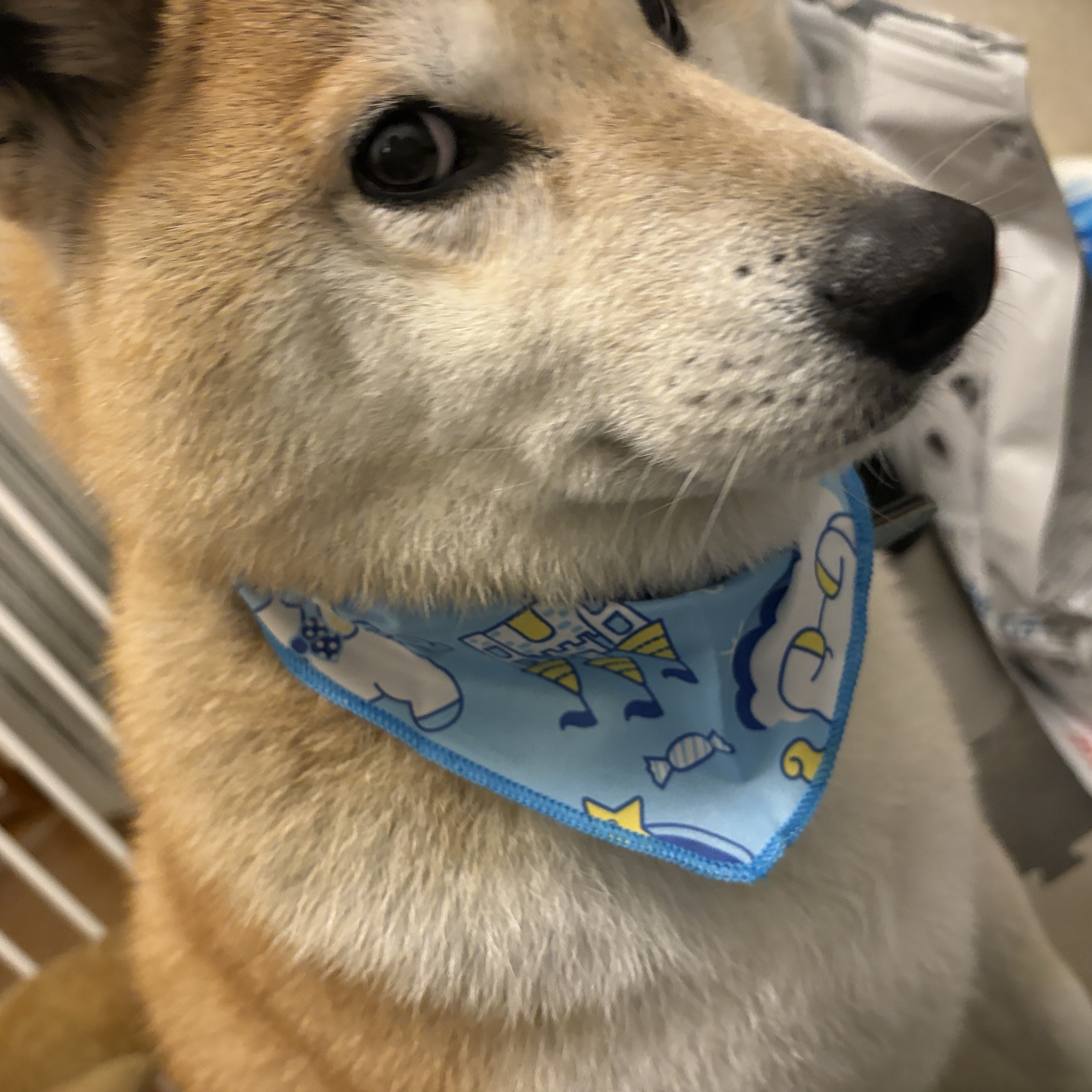 まめた